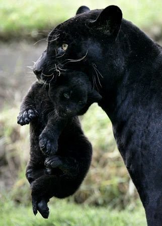 Cute baby animals!! Totally not feminist