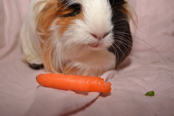 Small pet pictures thread?