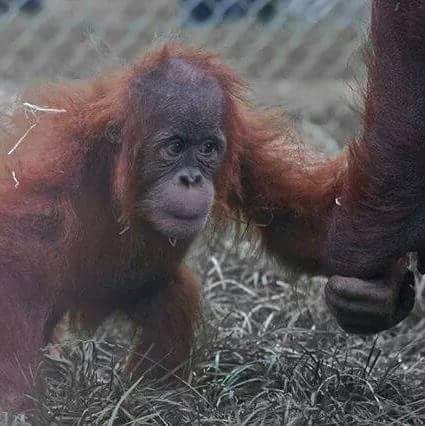 Cute baby animals!! Totally not feminist