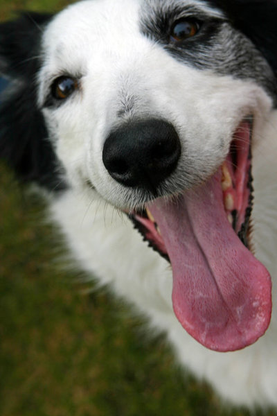 Border Collies