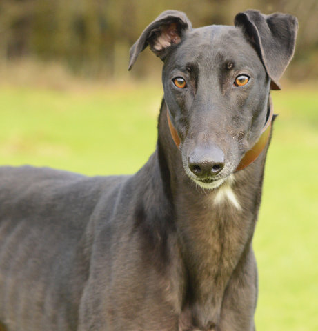 Should I get a greyhound?