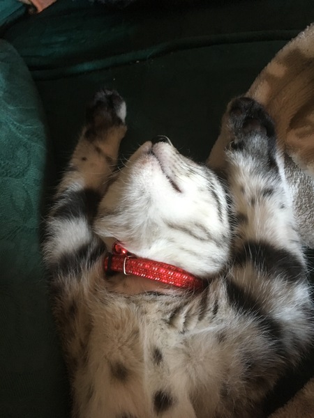 Zombie and Woolly Hugs. Come and find out about Candy's Hugs, we need your help.