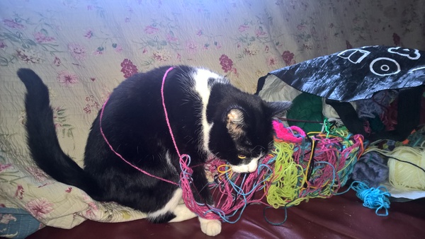 Zombie and Woolly Hugs. Come and find out about Candy's Hugs, we need your help.