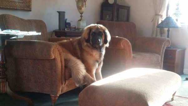 Am I the worst dog owner in the world..