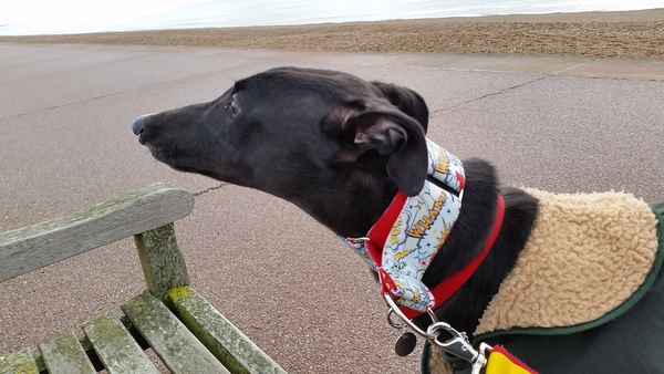 Should I get a greyhound?