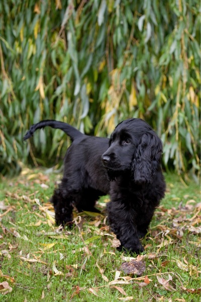 If you could have any dog breed in the world...