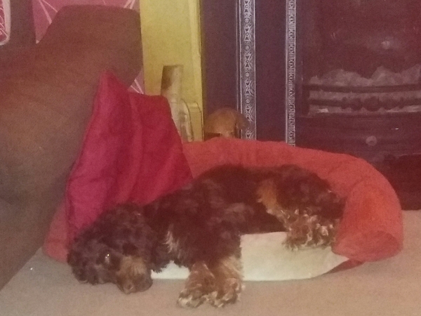 Am I the worst dog owner in the world..