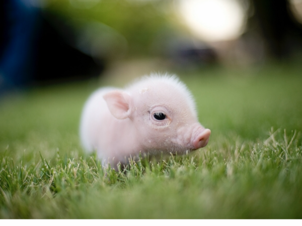 Cute baby animals!! Totally not feminist