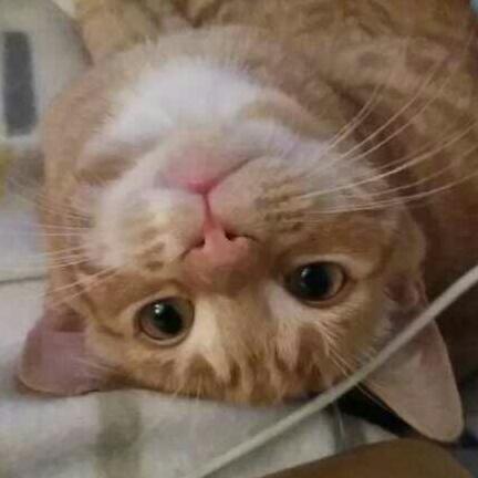 Can we have a cute kitten picture thread