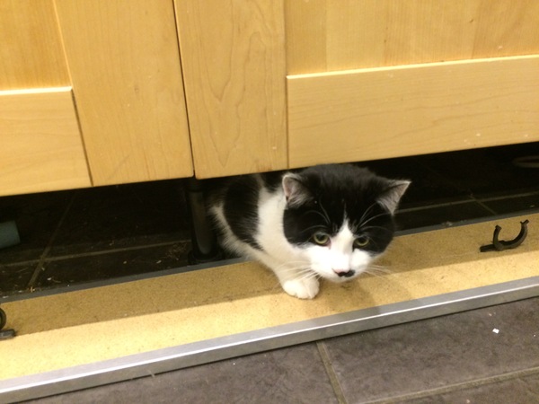 I'm now officially cat staff!