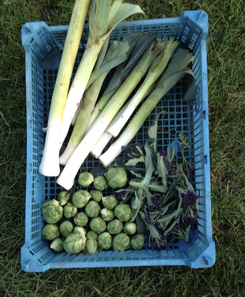 Allotment/Veg Patch - Thread 7 - The Harvesters Arms