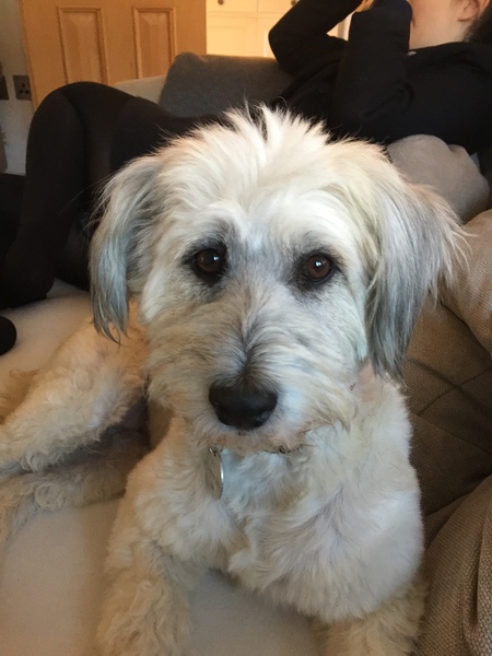 Does anyone have a yorkie poo?