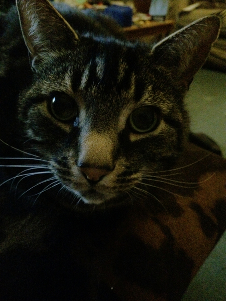 Apparently cats have no facial expressions
