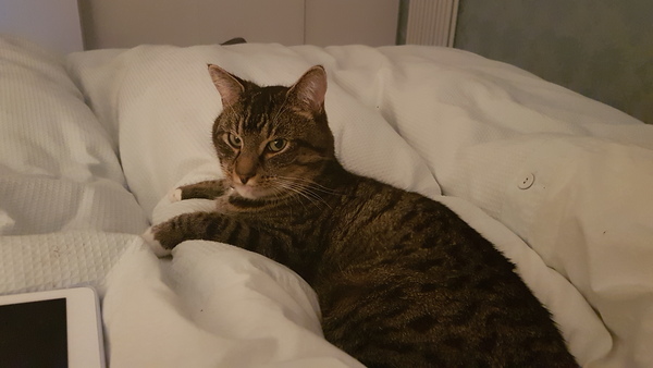 Just an excuse to post a cute cat picture