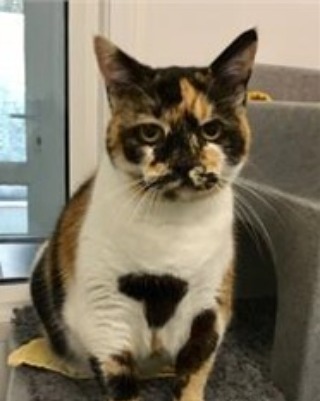 Meet Marmalade!