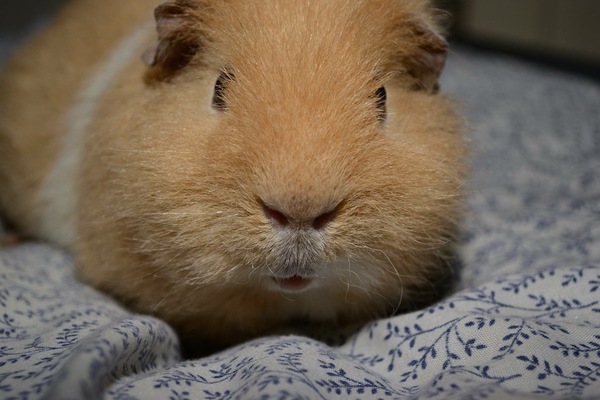 Small pet pictures thread?