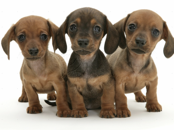Cute baby animals!! Totally not feminist