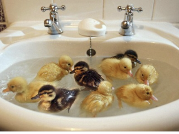 Cute baby animals!! Totally not feminist