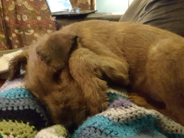 Regretting getting puppy