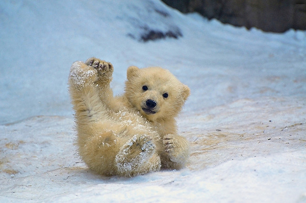 Cute baby animals!! Totally not feminist