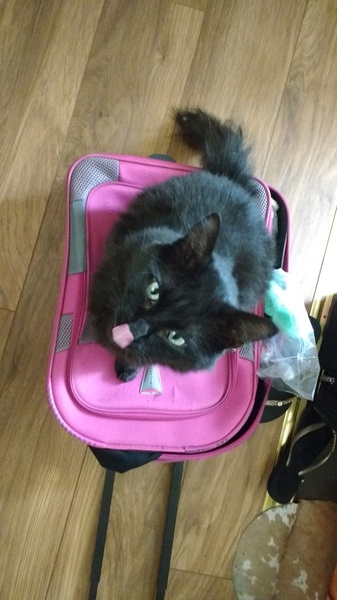 Apparently cats have no facial expressions