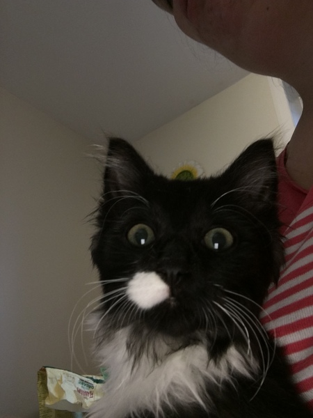 Can you please sexe my kitten ? Think she is a girl but I have doubts now !