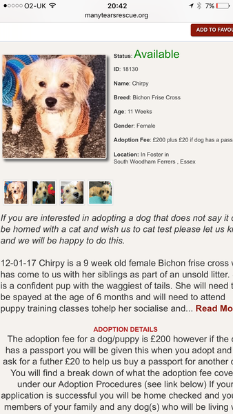 Does anyone have a yorkie poo?