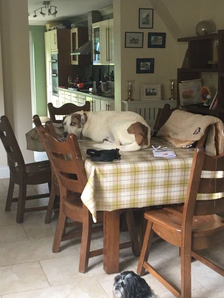 Puppy on the kitchen table