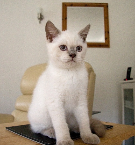 New Kitten (with picture!)