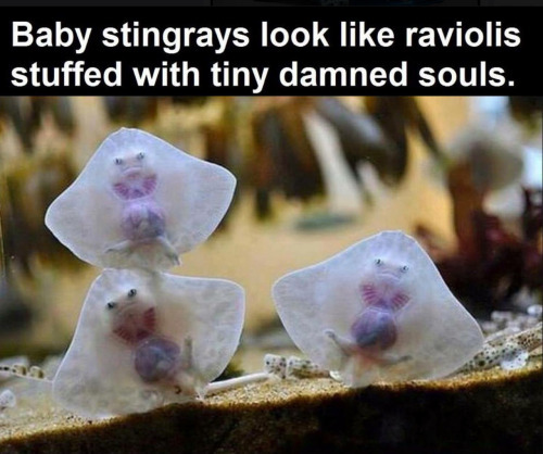 Cute baby animals!! Totally not feminist