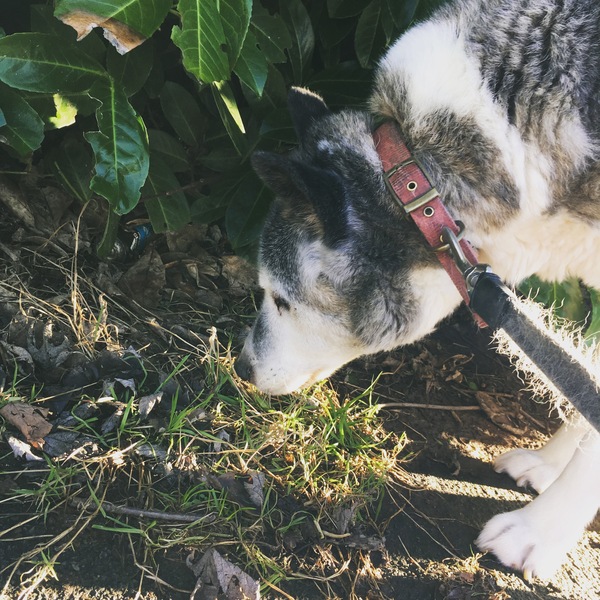 my old dog - please help me work out when enough is enough