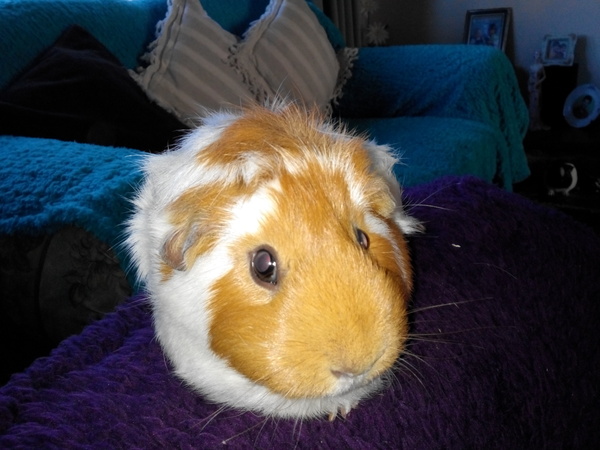 Small pet pictures thread?