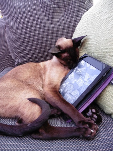 Lead training a cat?