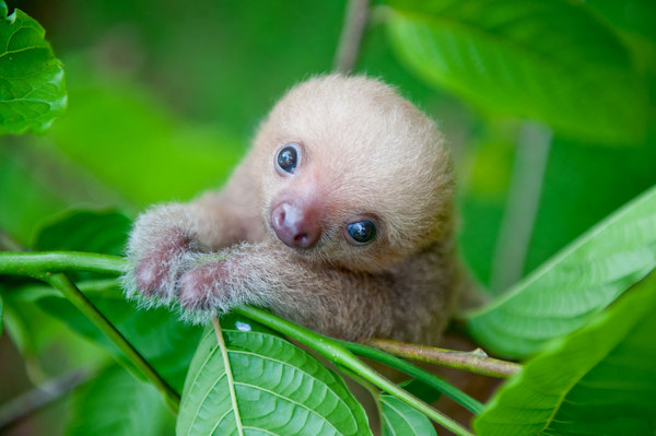 Cute baby animals!! Totally not feminist