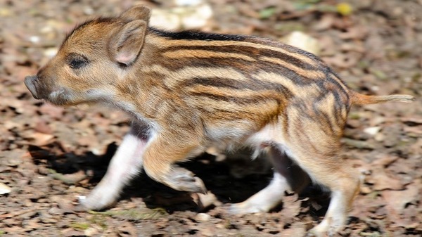 Cute baby animals!! Totally not feminist