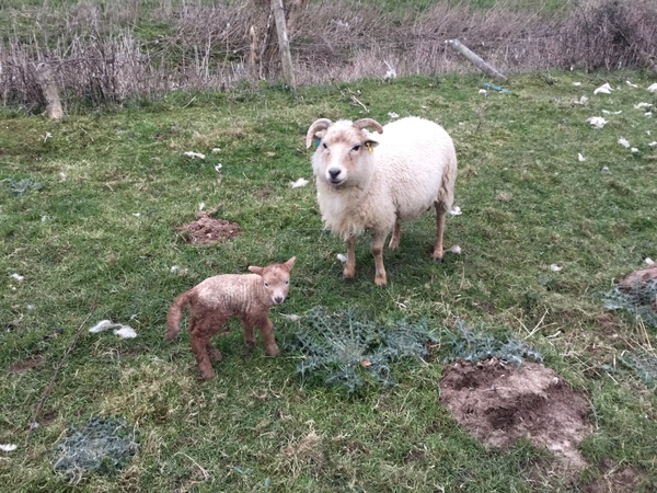 Zombie and Woolly Hugs. Our second thread! Come and find out about Candy's Hugs, all very welcome.