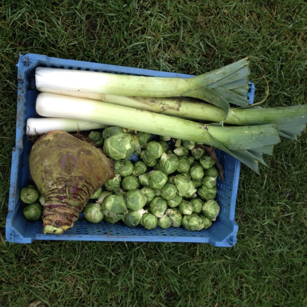 Allotment/Veg Patch - Thread 7 - The Harvesters Arms