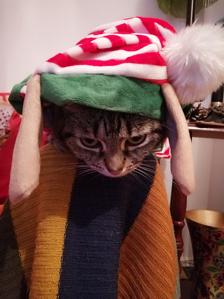 "Just a cat"