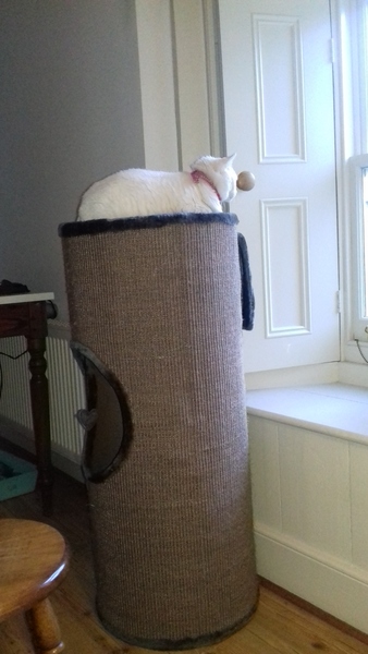 We're getting a cat/kitten, best food/litter advice please.