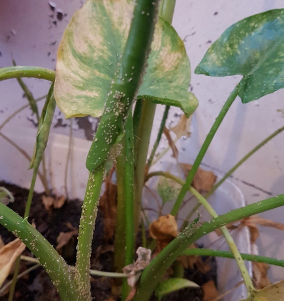What is this and how do I get rid of it?