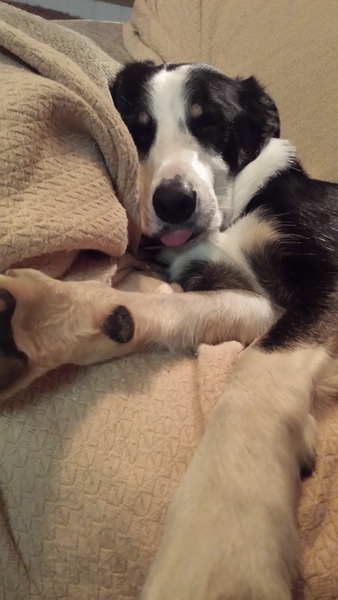 Collie troubles!!