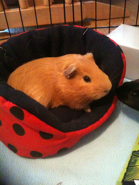 Another pig gone to the Bridge today