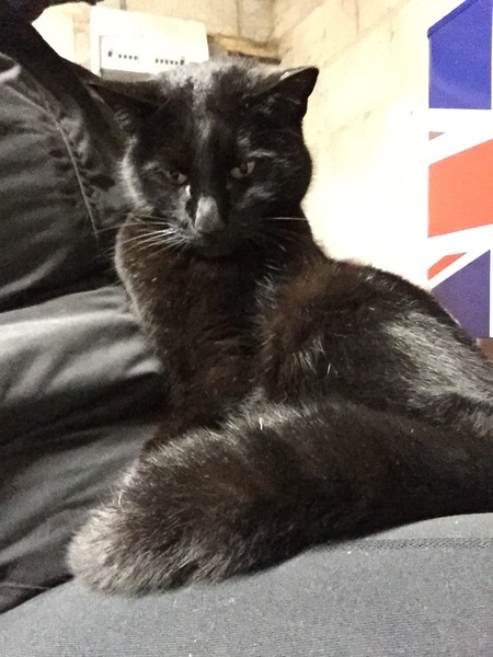 Cats are in charge