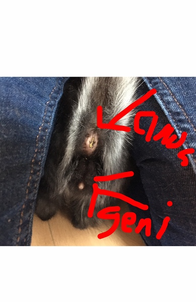 Can you please sexe my kitten ? Think she is a girl but I have doubts now !
