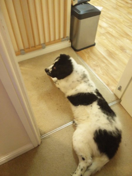 If you could have any dog breed in the world...