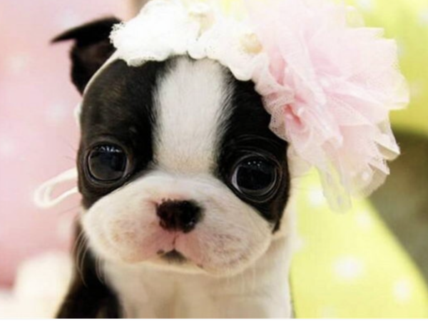 Cute baby animals!! Totally not feminist