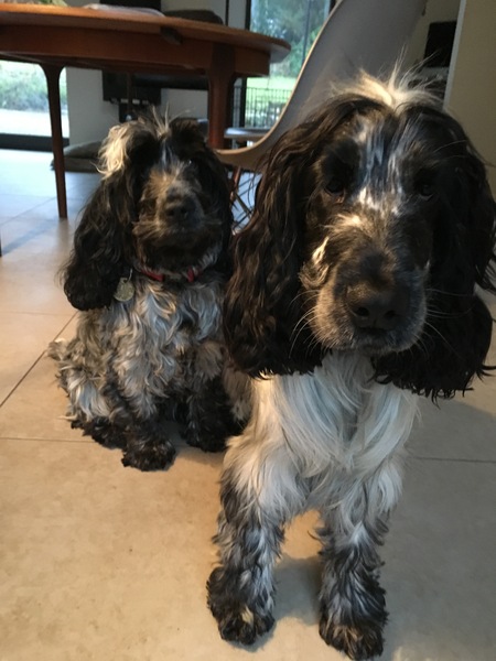 Tell me about your Cocker Spaniels :)