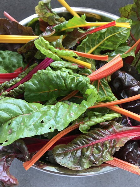 Allotment/Veg Patch - Thread 7 - The Harvesters Arms