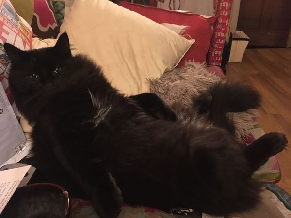 The five different types of cat personality