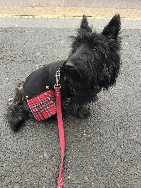 But who'd like to see my dog in a kilt today?